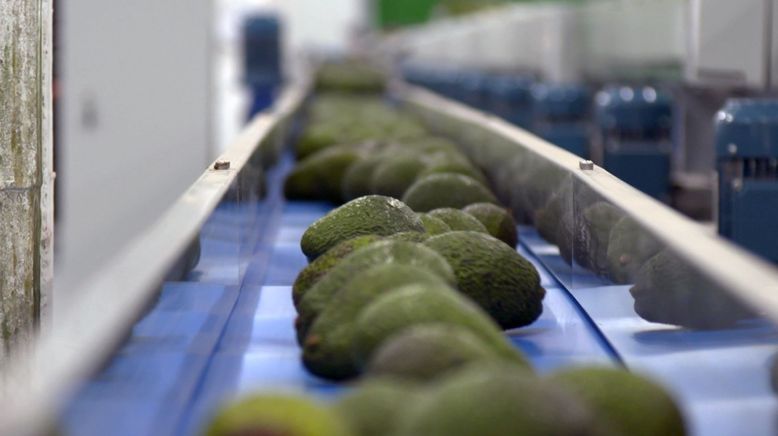 Re: Durstige Avocados - Neue Monokulturen in Portugals Süden