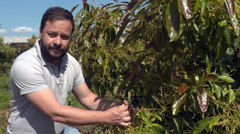 Re: Durstige Avocados - Neue Monokulturen in Portugals Süden