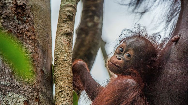 Wilde Insel Borneo