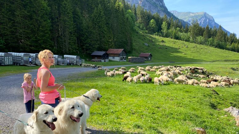 Schweizer Hundegeschichten