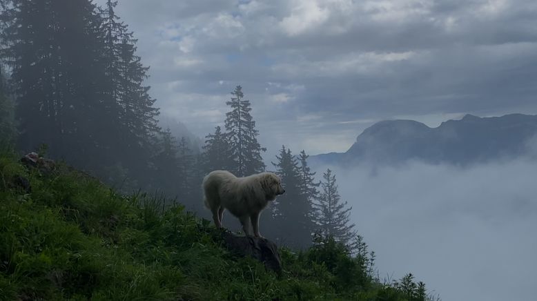 Schweizer Hundegeschichten