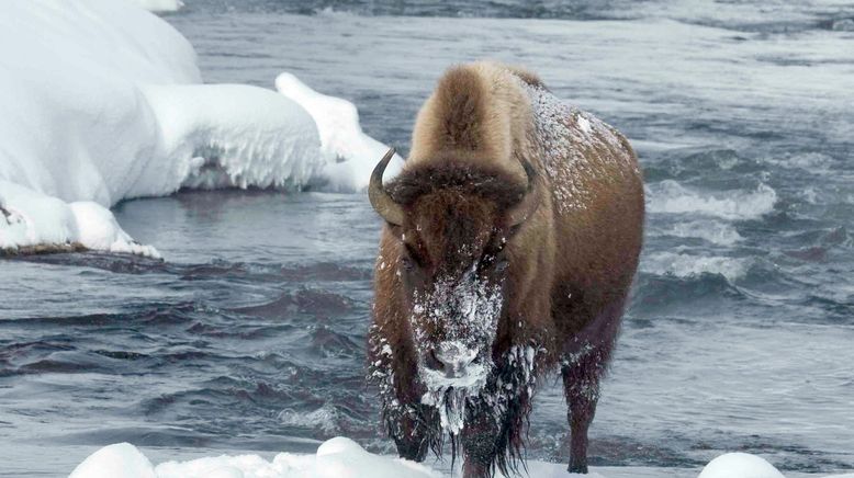 Yellowstone