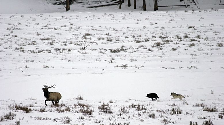 Yellowstone