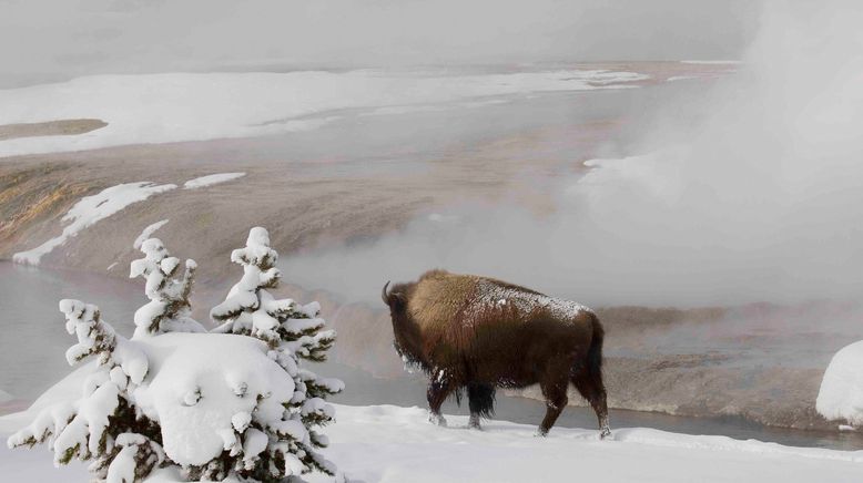 Yellowstone