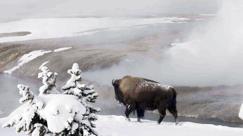 Yellowstone