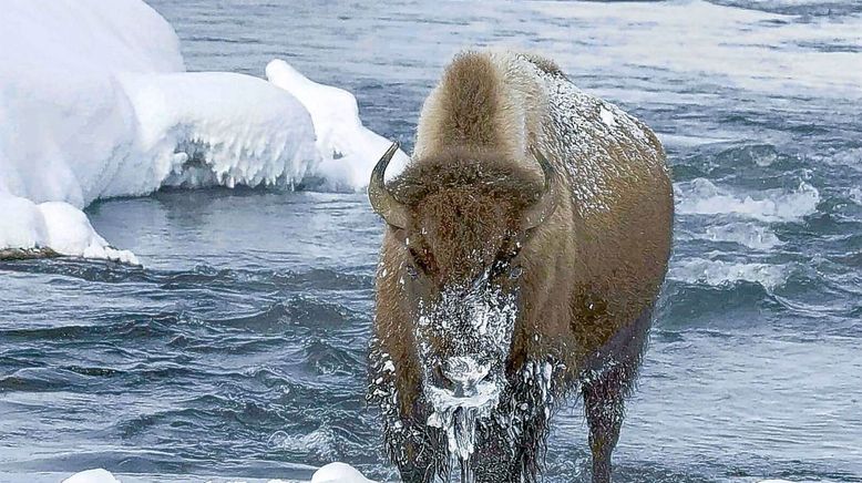 Yellowstone