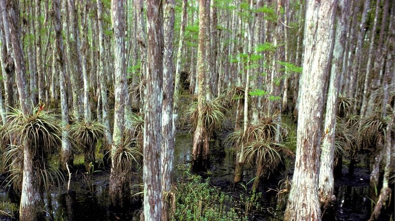 Ol' Man River - Mächtiger Mississippi