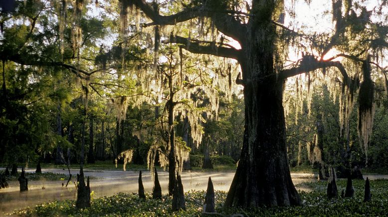 Ol' Man River - Mächtiger Mississippi