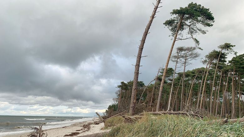 Die Ostsee, Sehnsuchtsort der Kraniche