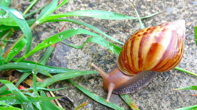 Superkräfte der Natur