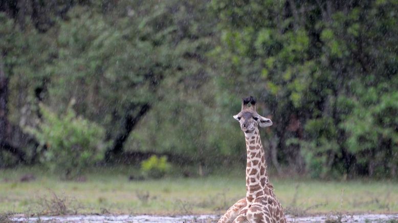 Wasserlöcher - Oasen für Afrikas Fauna