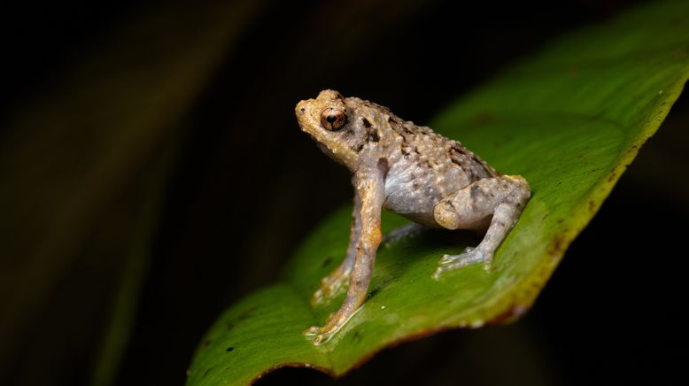 Borneo - Grünes Juwel am Äquator