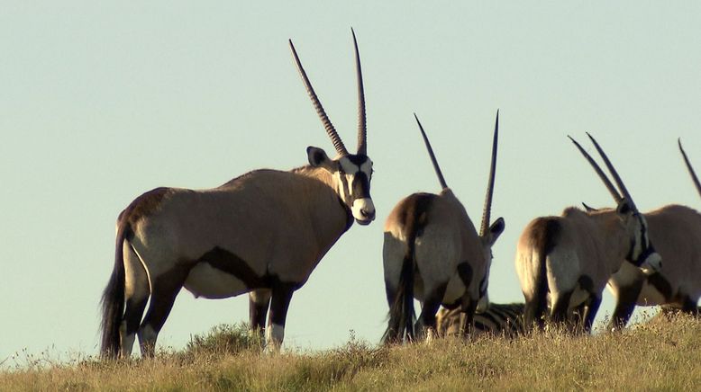 Am Kap der wilden Tiere