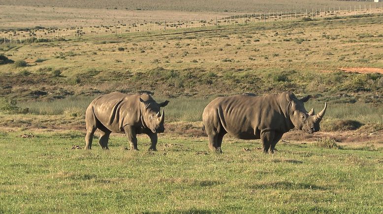 Am Kap der wilden Tiere