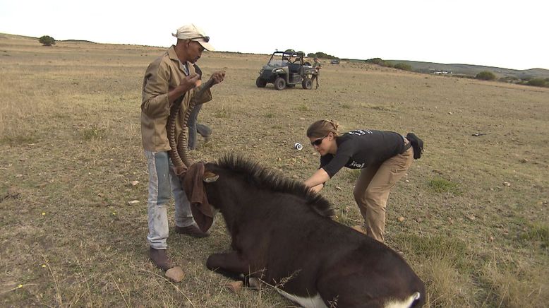 Am Kap der wilden Tiere