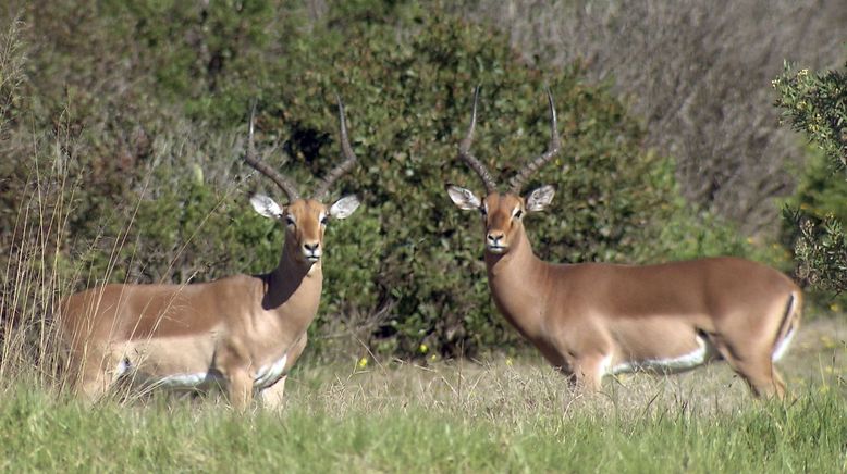 Am Kap der wilden Tiere