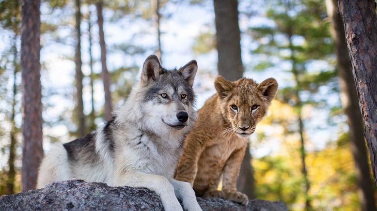 Der Wolf und der Löwe