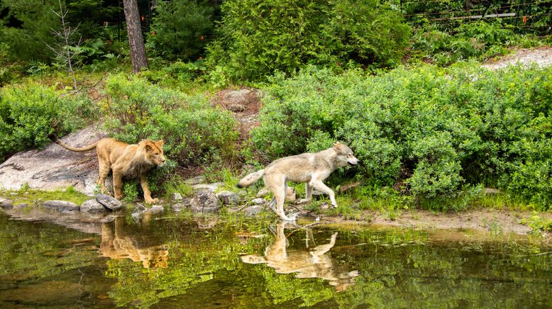 Der Wolf und der Löwe