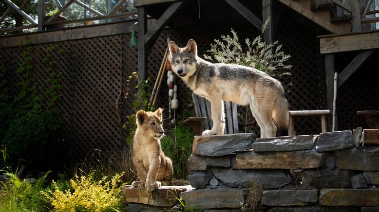 Der Wolf und der Löwe