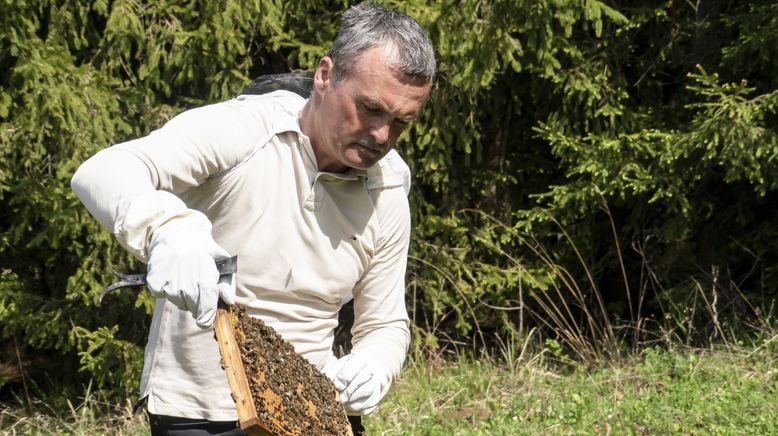 Bestäuben, befruchten, bewahren - Bienen in Gefahr