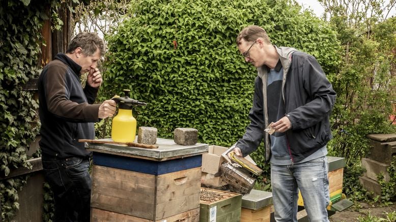 Bestäuben, befruchten, bewahren - Bienen in Gefahr