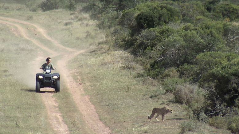 Am Kap der wilden Tiere