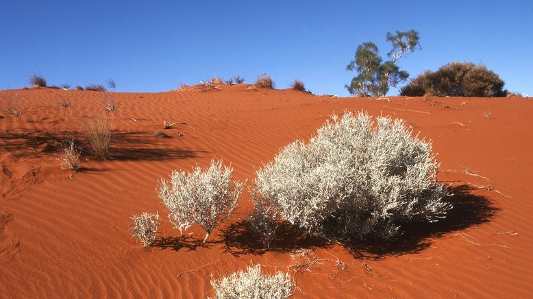 Tödliche Australier