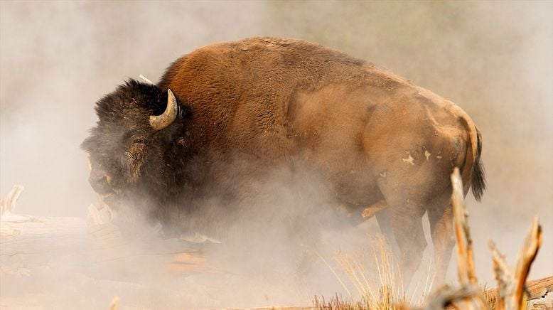 Yellowstone - Im Bann der Geysire