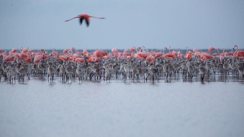 Mexikos magische Tierwanderungen