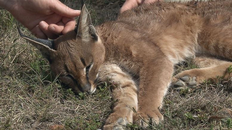 Am Kap der wilden Tiere