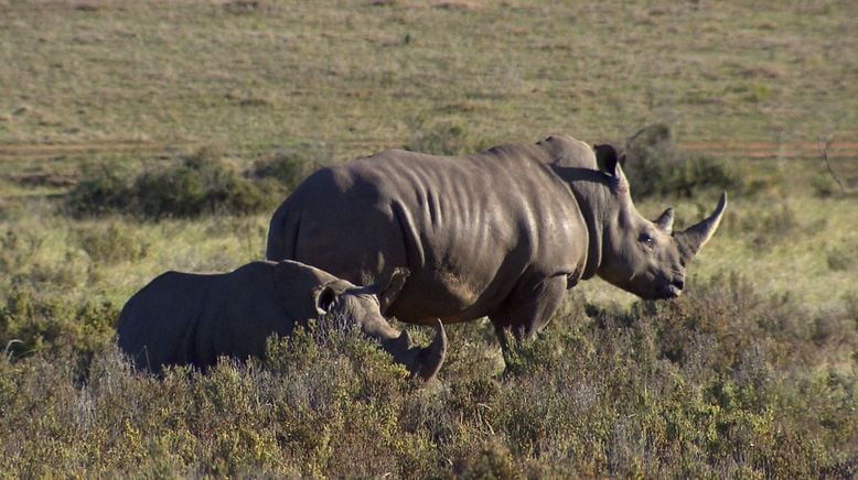 Am Kap der wilden Tiere