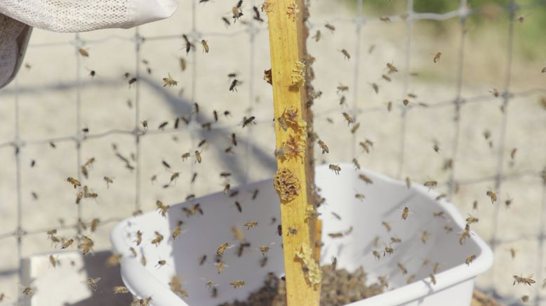 König der Bienen