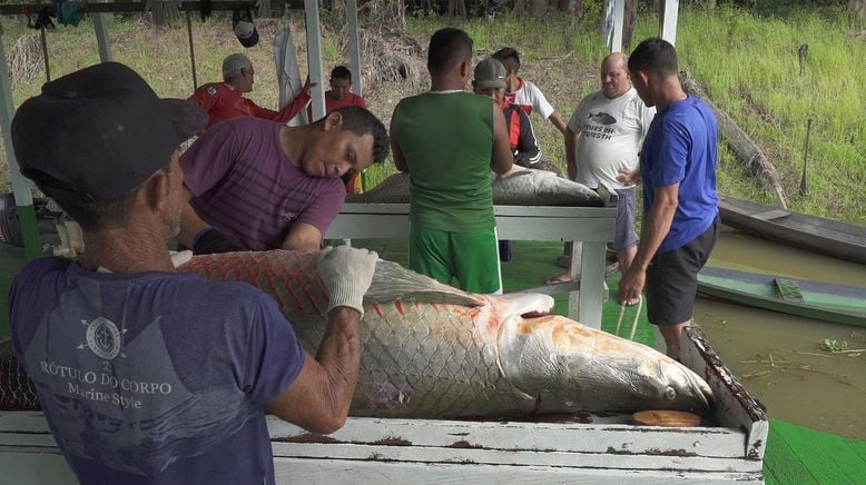 Arapaima, der Riesenfisch vom Amazonas