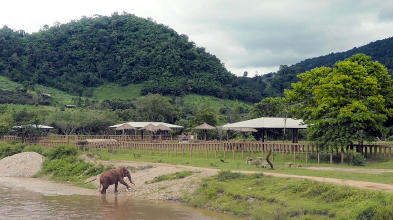 Thailands Elefantenretterin