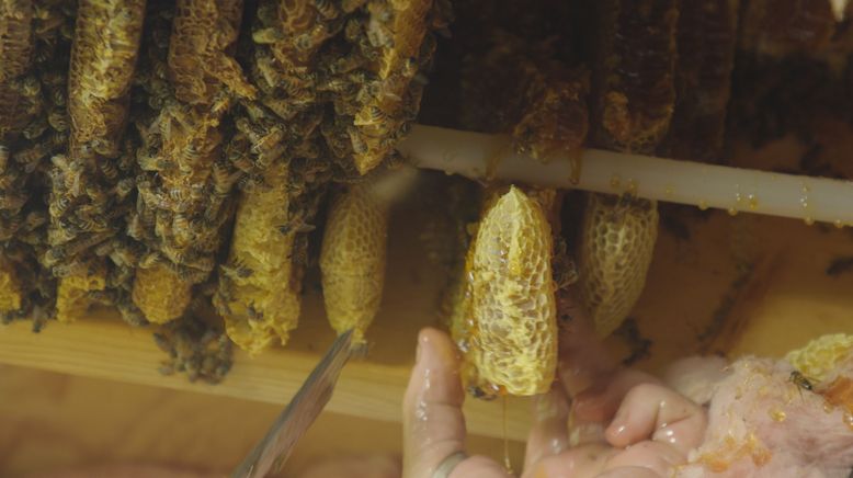 König der Bienen