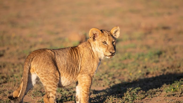 Faszination Afrika - Tiere im Mashatu Reservat