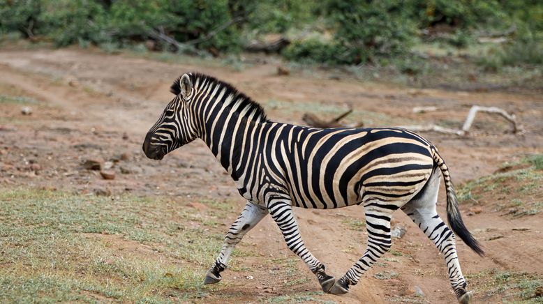 Faszination Afrika - Tiere im Mashatu Reservat