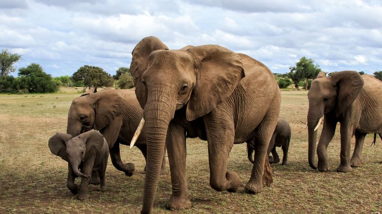 Faszination Afrika - Tiere im Mashatu Reservat