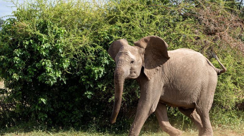 Faszination Afrika - Tiere im Mashatu Reservat