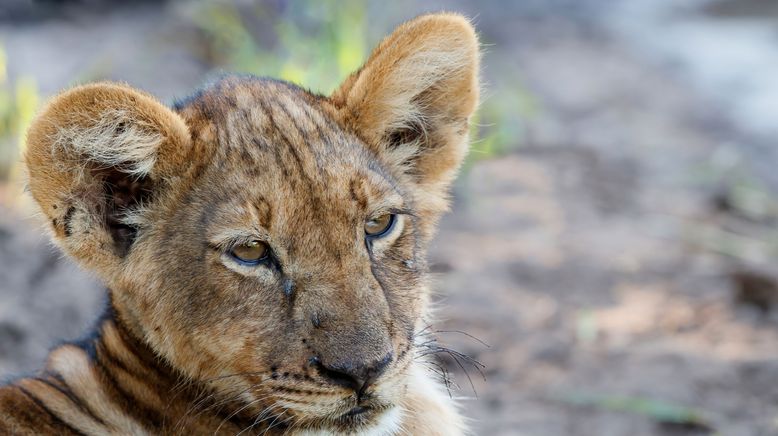 Faszination Afrika - Tiere im Mashatu Reservat