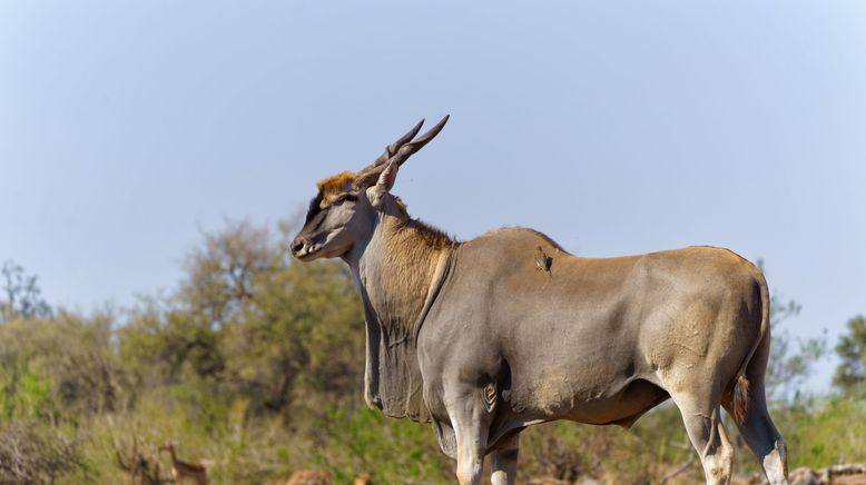 Faszination Afrika - Tiere im Mashatu Reservat