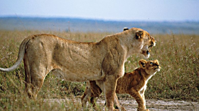 Land der Großkatzen