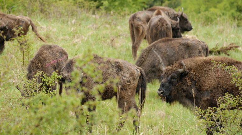 Rewilding - zurück zur Natur