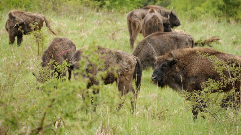 Rewilding - zurück zur Natur