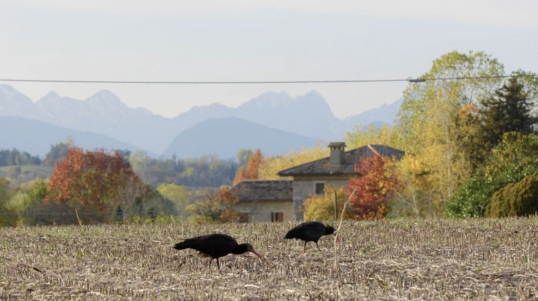 Der Waldrapp - Zugvogel im Aufwind