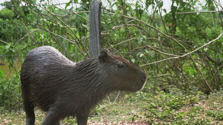 Wasserschweine - die Badenixen vom Pantanal