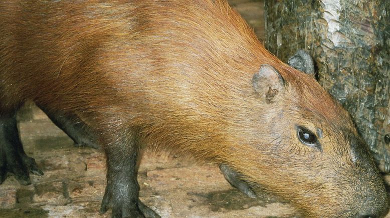 Wasserschweine - die Badenixen vom Pantanal