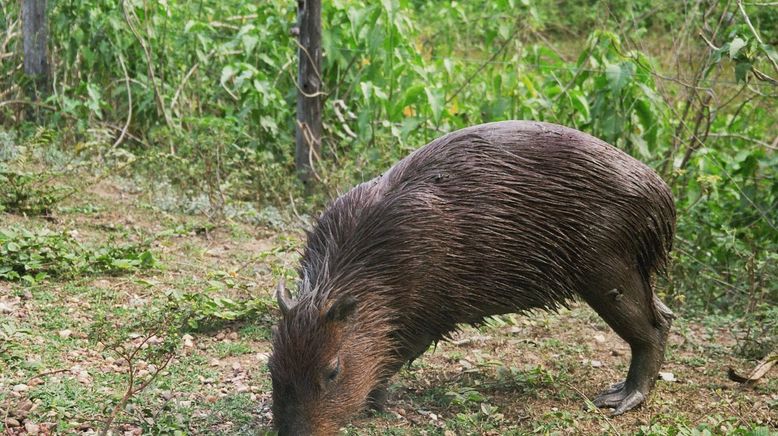 Wasserschweine - die Badenixen vom Pantanal