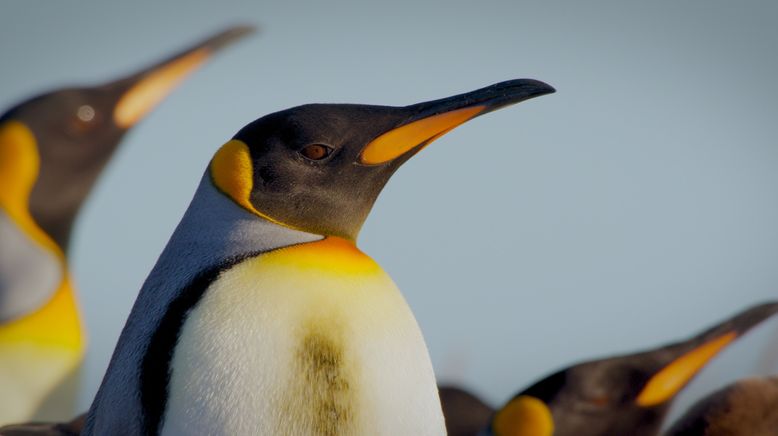 Patagonien - Wunderwelt der Extreme