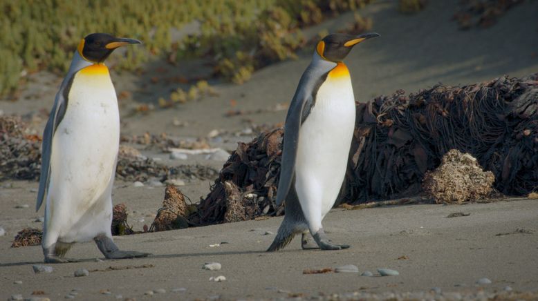 Patagonien - Wunderwelt der Extreme